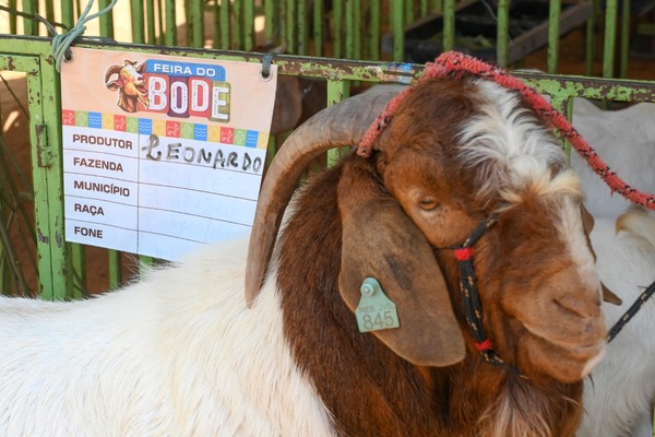 16ª Feira do Bode de Massaroca reuniu mais de 300 animais e contou com shows, serviços ao público e artesanato durante o fim de semana