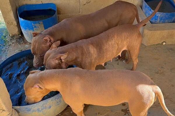 Nova Chance e Cuidado Especializado: Pitbulls se Adaptam ao Canil da Penitenciária em Petrolina com Suporte Veterinário