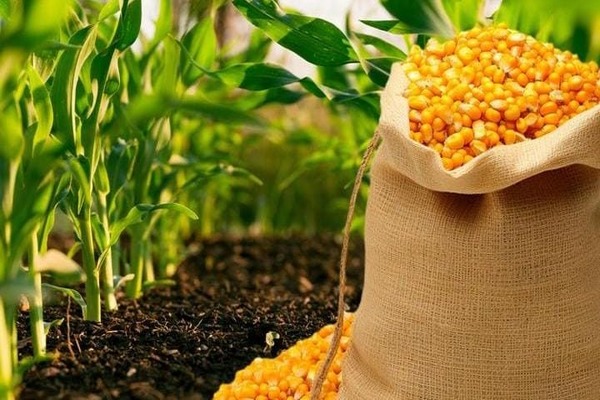 Prefeitura de Juazeiro inicia seleção para distribuição de milho a pequenos produtores atingidos pela estiagem