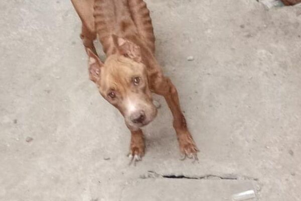 Prefeitura de Petrolina credencia Clínicas Veterinárias para atendimentos emergenciais em casos de maus-tratos