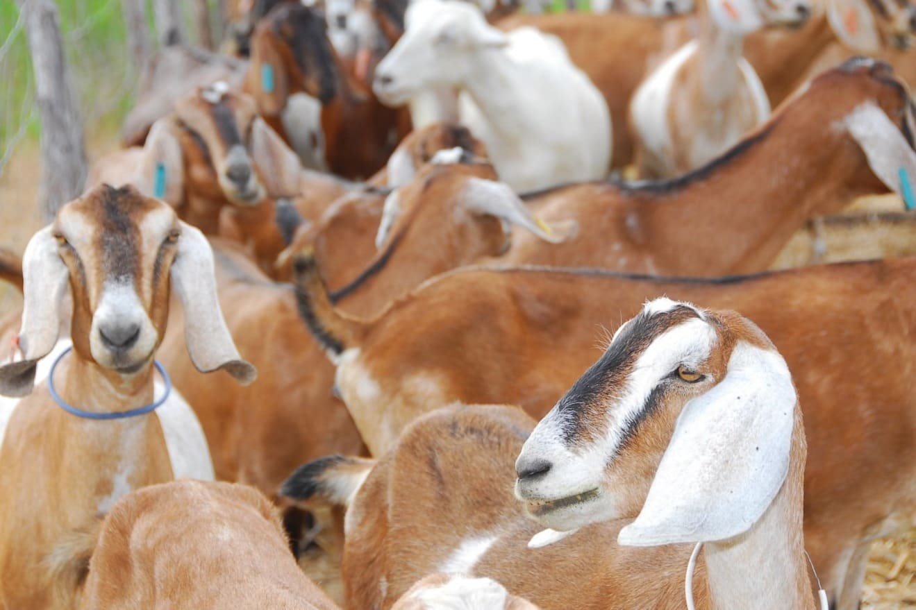 Sebrae realiza oficinas para produtores da caprinovinocultura em comunidades de Sento-Sé