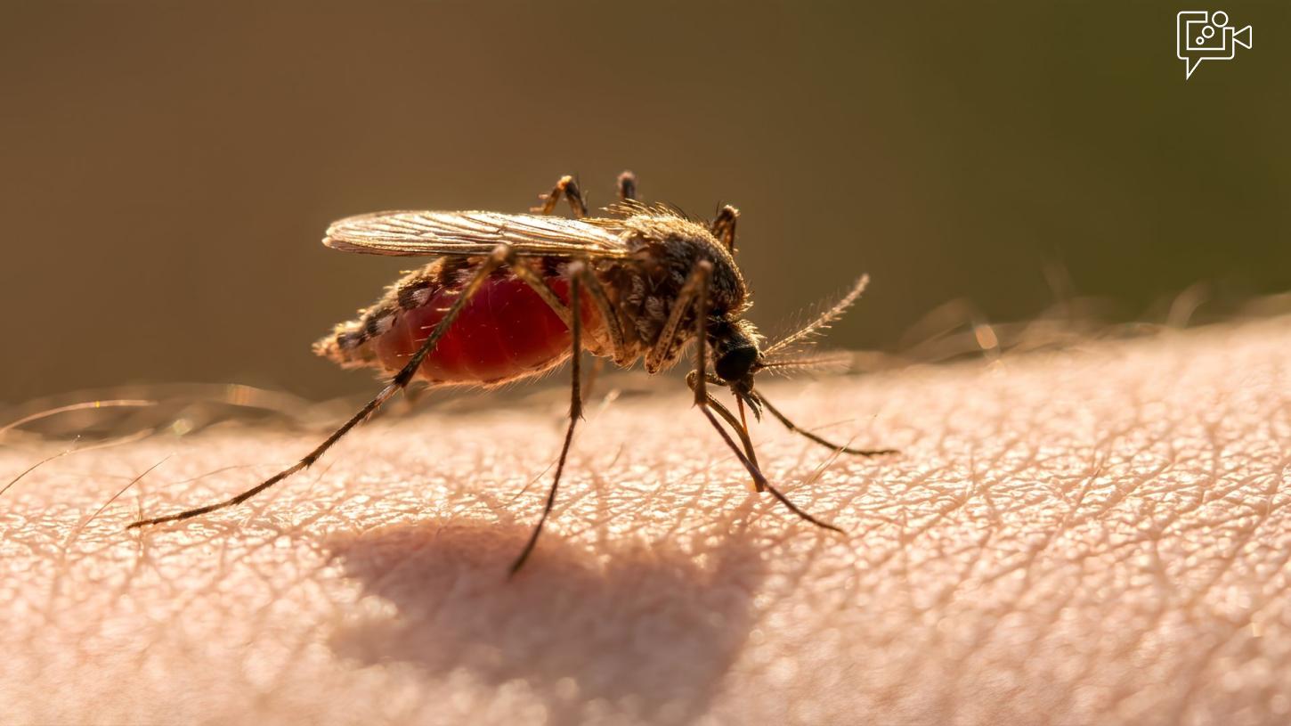“Sangue doce” existe? Descubra se algumas pessoas realmente atraem mais mosquitos do que outras