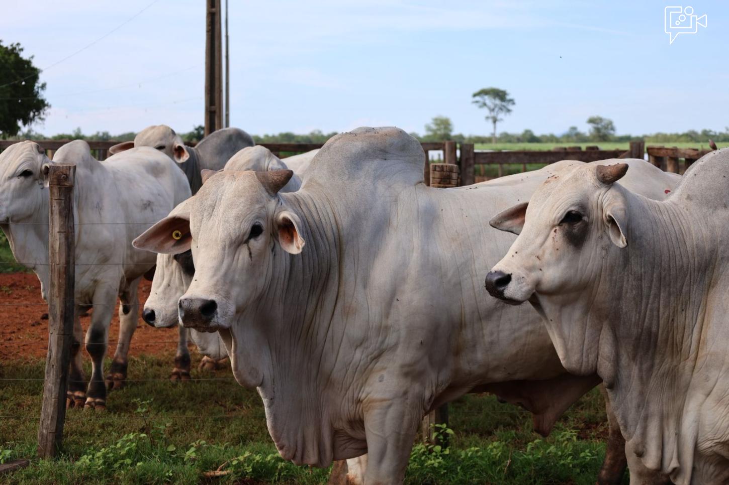 Boletim Agropecuário indica que setor impulsionou desempenho do PIB baiano no quarto trimestre de 2025