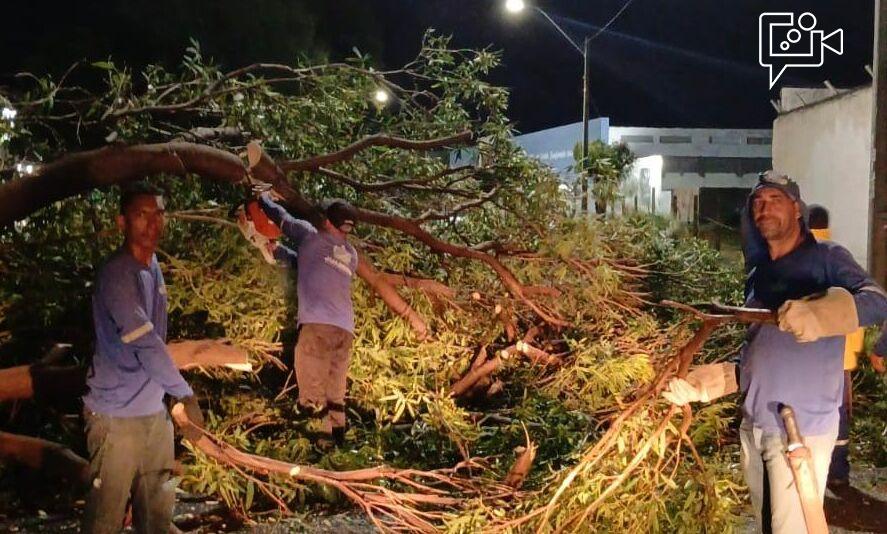 Chuvas em Juazeiro mobilizam equipes e provocam quedas de árvores em diversos pontos da cidade