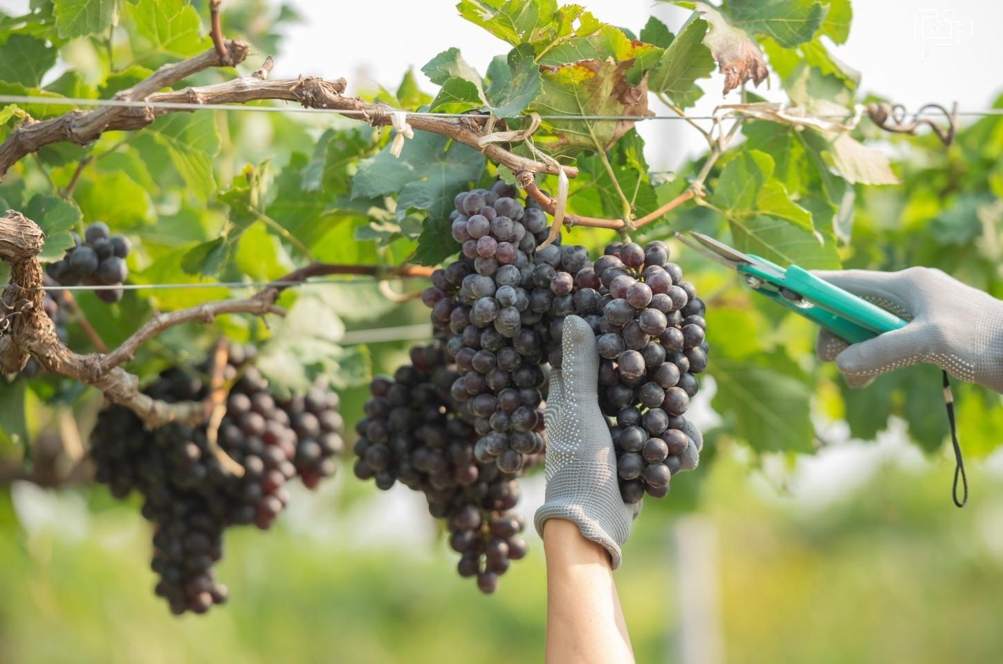 Fruticultura irrigada do Vale do São Francisco conta com benefícios relevantes na Reforma Tributária