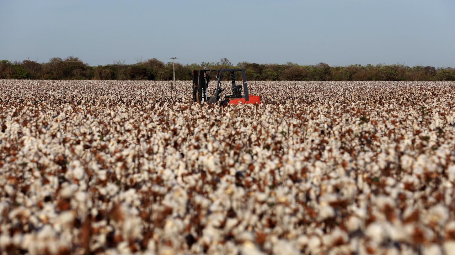 Algodão