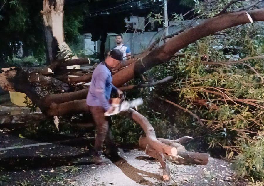 Queda de árvore no bairro Santo Antônio