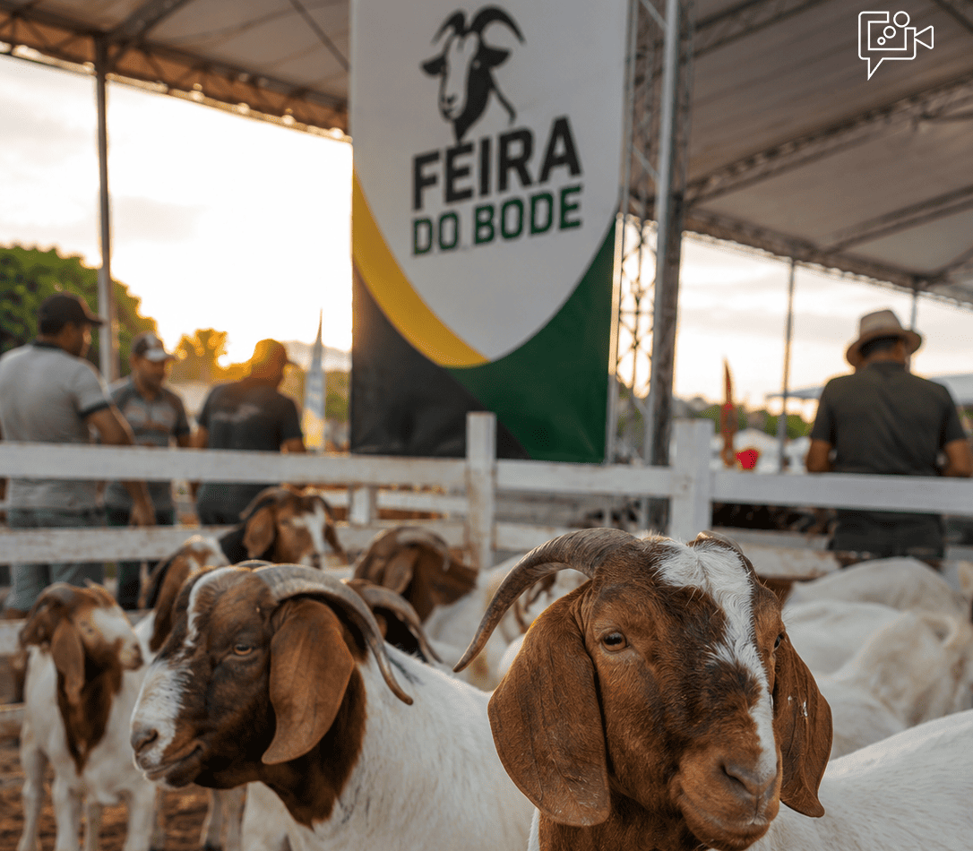Pinhões se prepara para a 17ª Feira do Bode com programação gratuita e reforço na estrutura