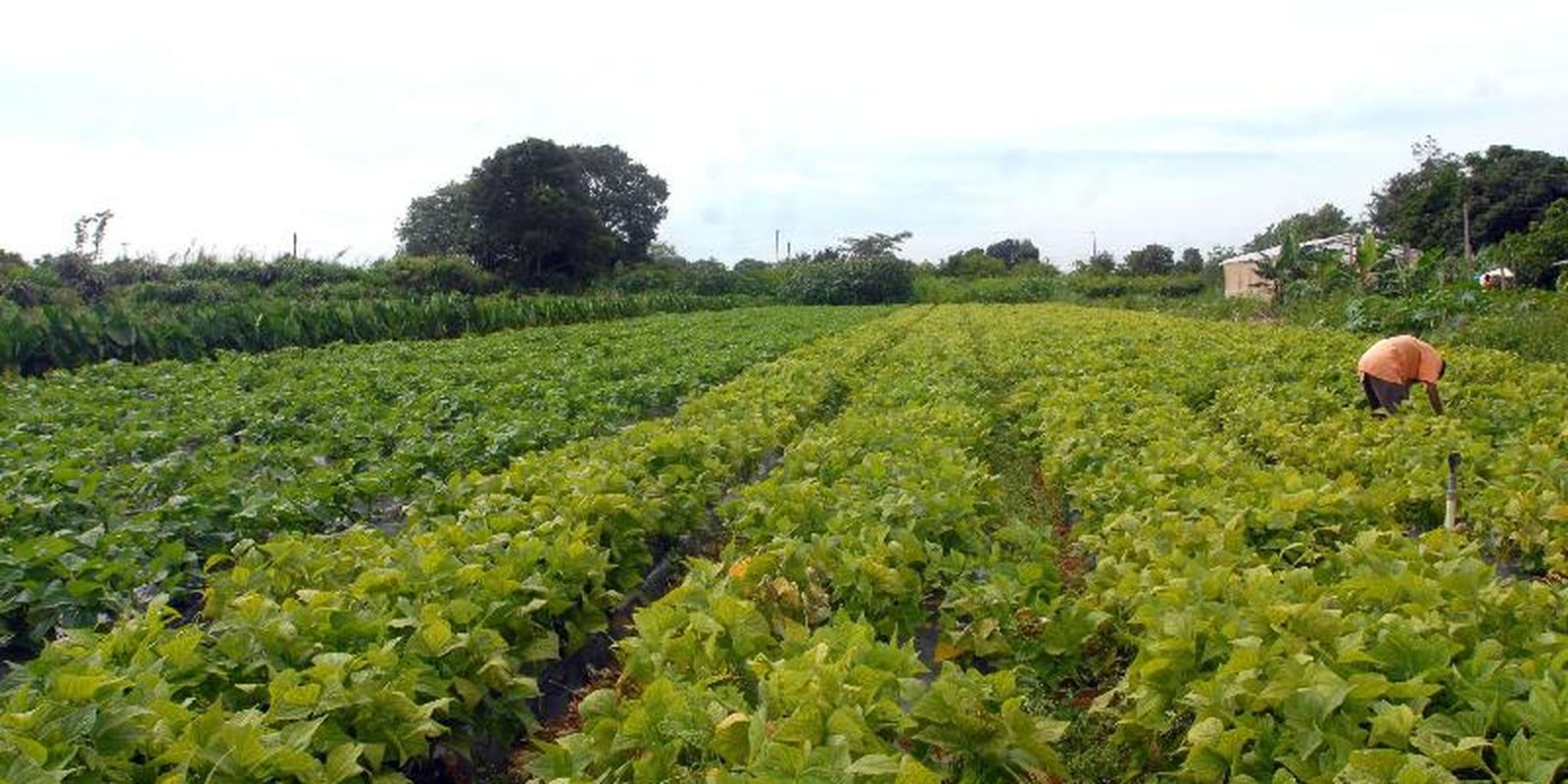 Governo federal libera crédito para segurança alimentar e povos indígenas