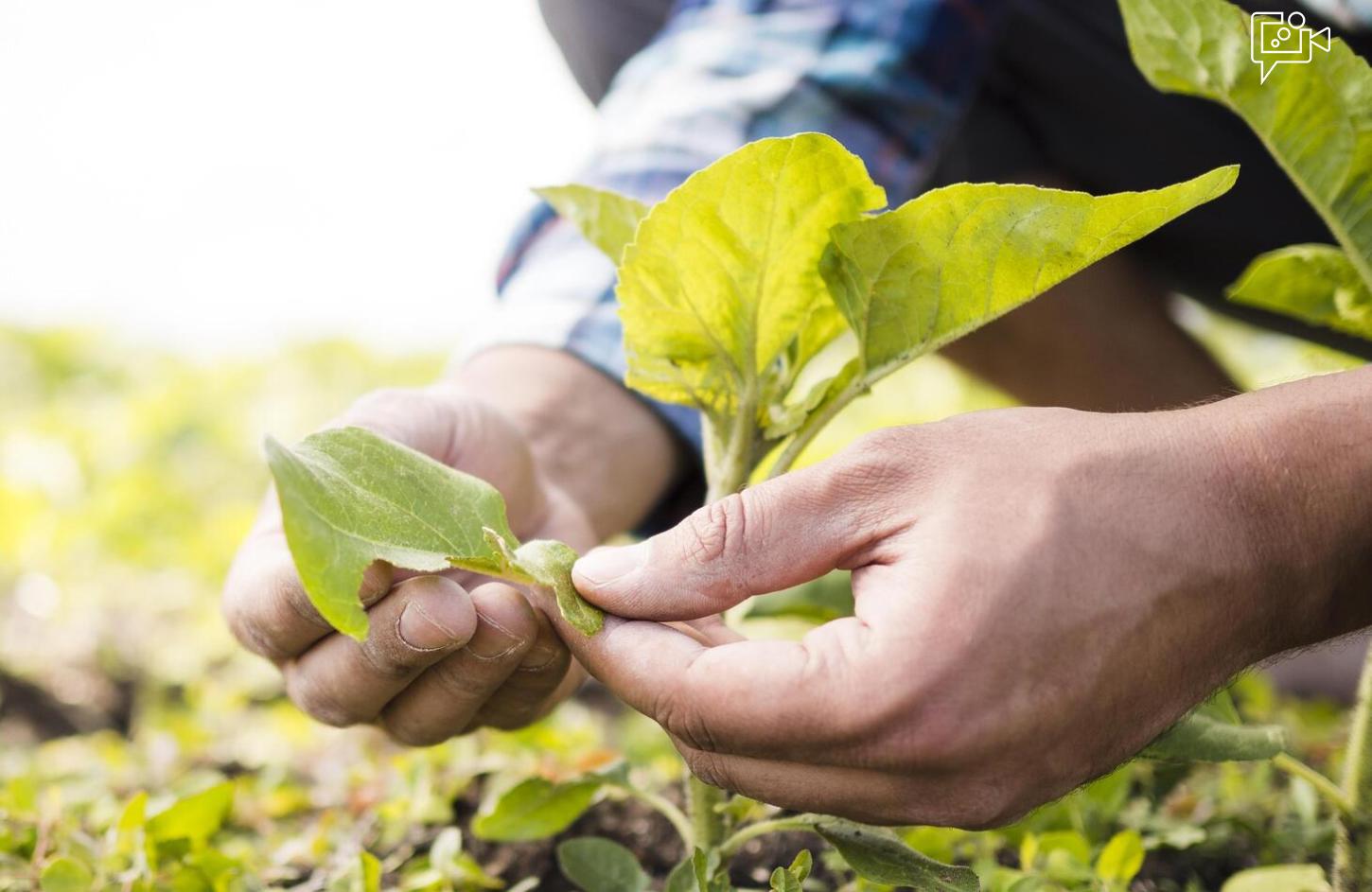 Evento celebra profissionais e debate o futuro da Agronomia em Petrolina