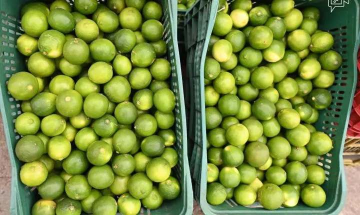 AMA divulga cotação dos hortifrutigranjeiros comercializados no Mercado do Produtor de Juazeiro nesta sexta-feira (24)