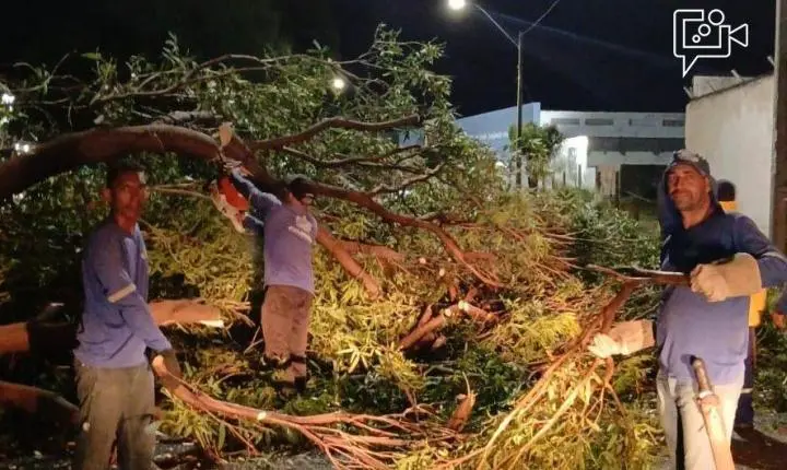 Chuvas em Juazeiro mobilizam equipes e provocam quedas de árvores em diversos pontos da cidade
