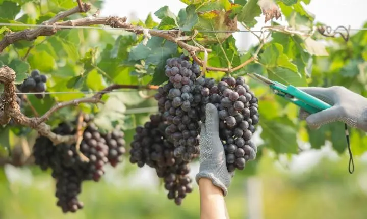 Fruticultura irrigada do Vale do São Francisco conta com benefícios relevantes na Reforma Tributária