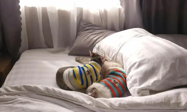 Nova lei estabelece guarda compartilhada para animais de estimação