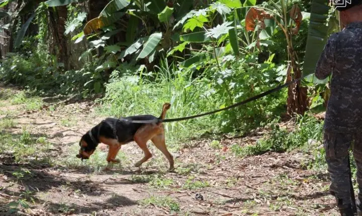 PMBA capacitou policiais para conduzir cães em buscas por pessoas desaparecidas