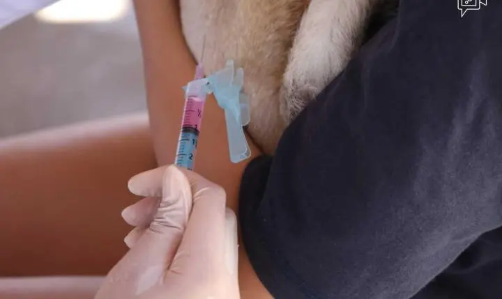 Vacina antirrábica: quatro bairros de Petrolina recebem imunizantes para cães e gatos