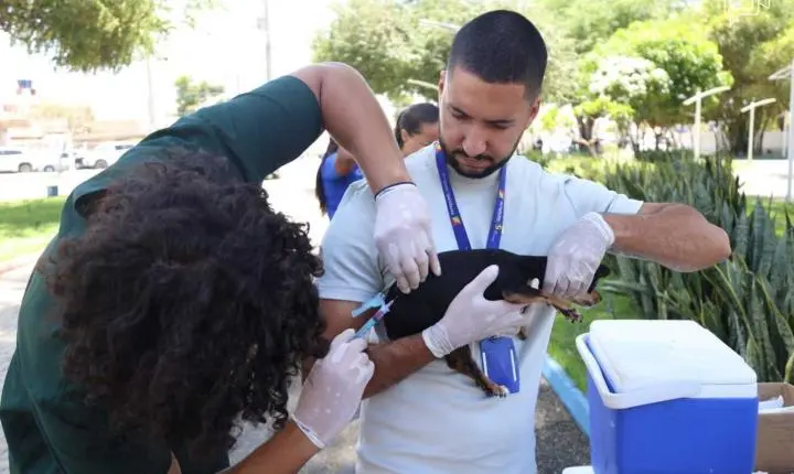 Vacina antirrábica: quatro bairros de Petrolina recebem imunizantes para cães e gatos